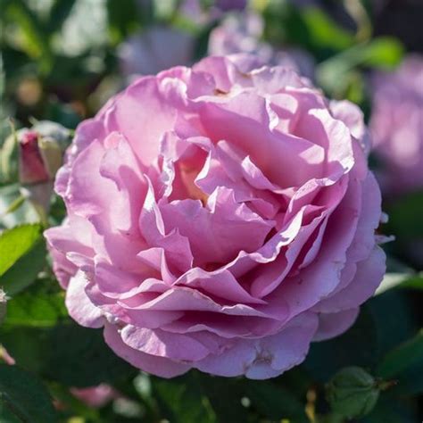 my melody perfume|blushing lavender grandiflora rose.